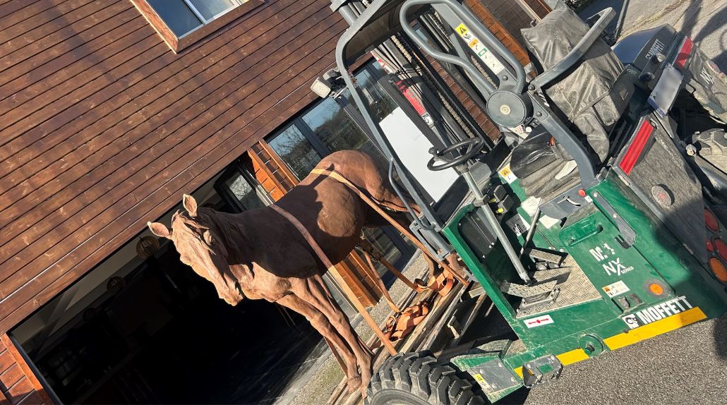 Livraison avec chariot embarqué d'un cheval dans un restaurant